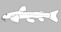 Image of Amphilius leopardus (Mottled mountain catfish)