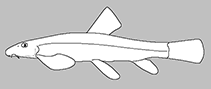 Image of Lepturichthys dolichopterus 