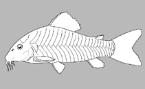 Image of Aspidoras brunneus (Roncador catfish)