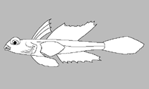 Image of Callionymus bentuviai (Ben-Tuvia’s deepwater dragonet)