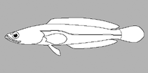 Image of Channa pseudomarulius (Orangespotted snakehead)