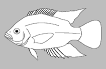 Image of Sargochromis greenwoodi (Greenwood\
