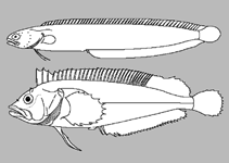 Image of Heteroclinus puellarum (Little weedfish)