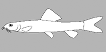 Image of Lepidocephalichthys zeppelini 