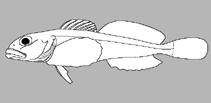 Image of Cottus immaculatus (Knobfin sculpin)
