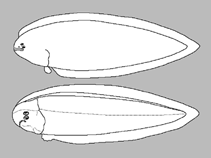 Image of Cynoglossus nanhaiensis (Nanhai tongue sole)