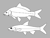 Image of Sinocyclocheilus longicornus (Long-horned golden-lined fish)