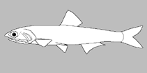 Image of Stolephorus belaerius (Belair anchovy)