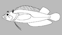 Image of Paraclinus altivelis (Topgallant blenny)