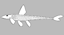 Image of Hypostomus nudiventris 