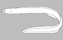 Image of Gymnothorax poikilospilus (Variegated moray eel)