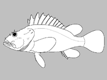 Image of Pteroidichthys noronhai (Noronha’s scorpionfish)