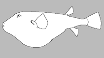 Image of Tetraodon barbatus 