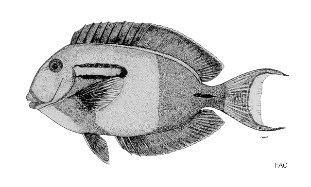 Acanthurus olivaceus