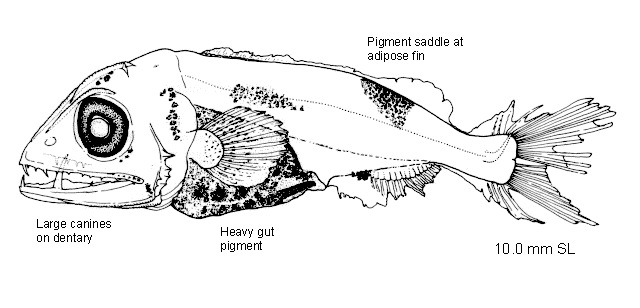 Alepisaurus ferox