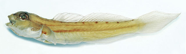 Amblygobius calvatus