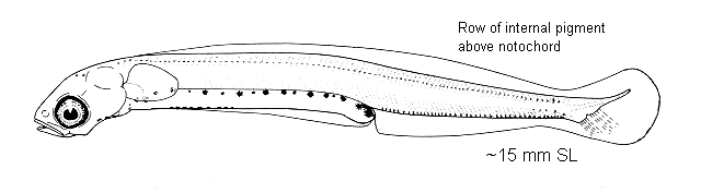 Apodichthys flavidus