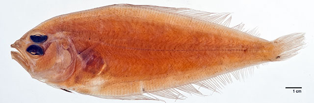 Arnoglossus brunneus
