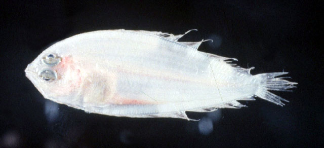 Arnoglossus elongatus