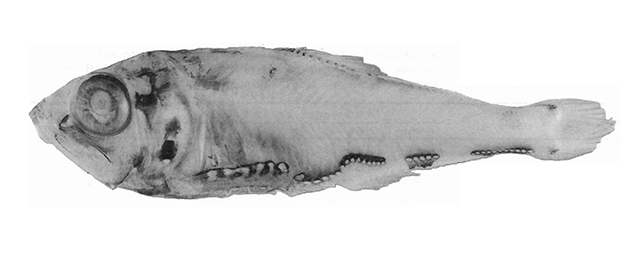 Argyripnus pharos