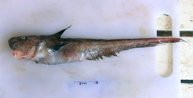 Parateleopus indicus