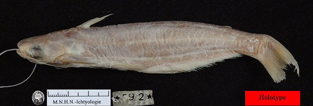 Auchenipterus dentatus