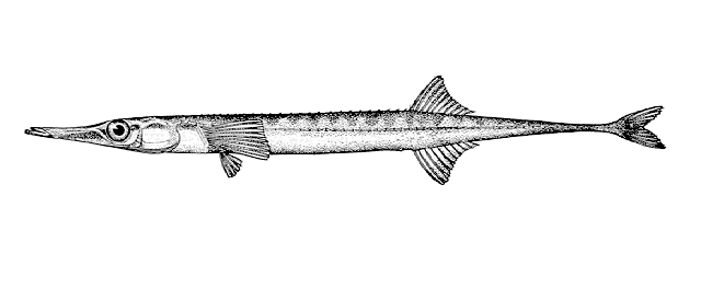 Aulorhynchus flavidus