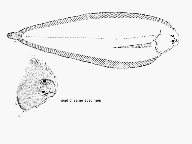 Austroglossus pectoralis