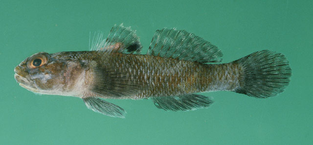 Bathygobius laddi