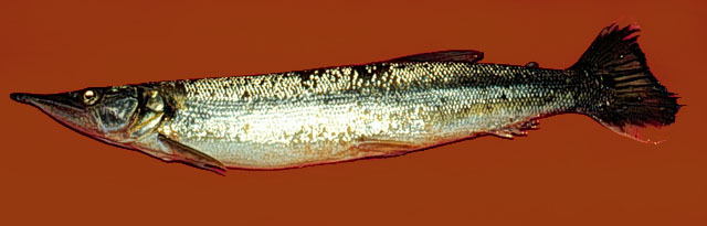 Boulengerella cuvieri