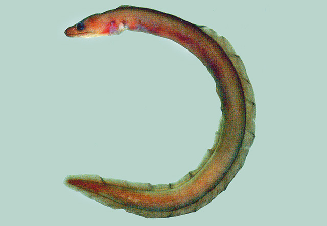 Boehlkenchelys longidentata