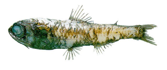Bolinichthys supralateralis