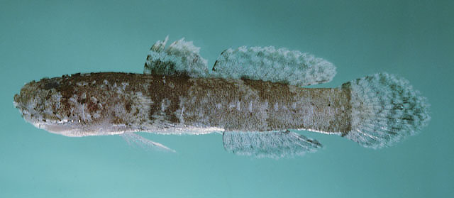 Callogobius bifasciatus