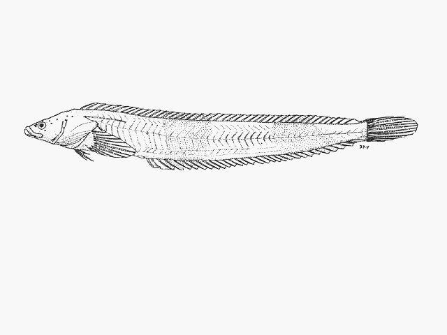 Cancelloxus elongatus