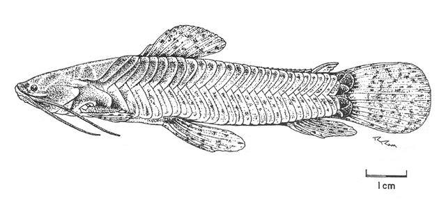 Callichthys fabricioi