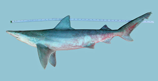 Carcharhinus fitzroyensis