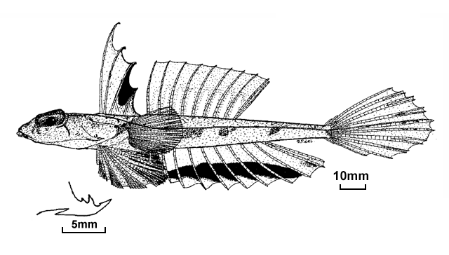 Callionymus kailolae