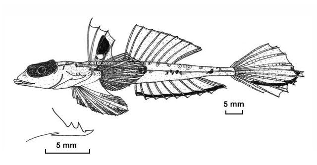 Callionymus kanakorum