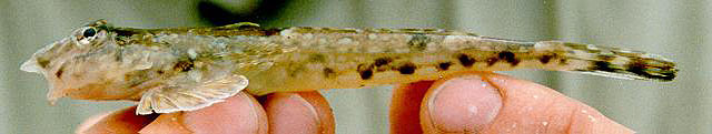 Callionymus lyra