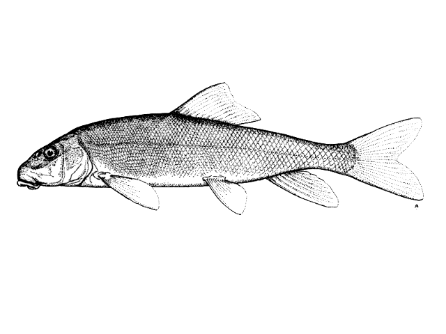 Catostomus macrocheilus