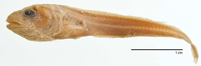 Careproctus opisthotremus