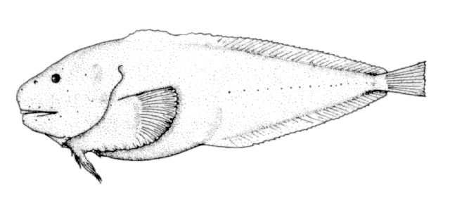 Careproctus oregonensis