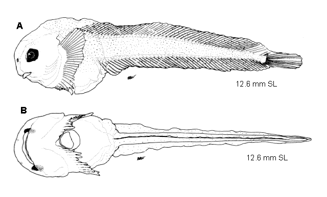 Careproctus reinhardti