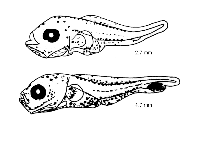 Callionymus reticulatus