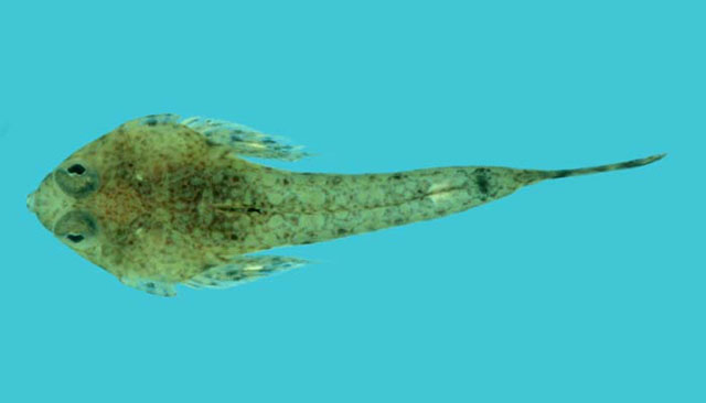 Callionymus schaapii