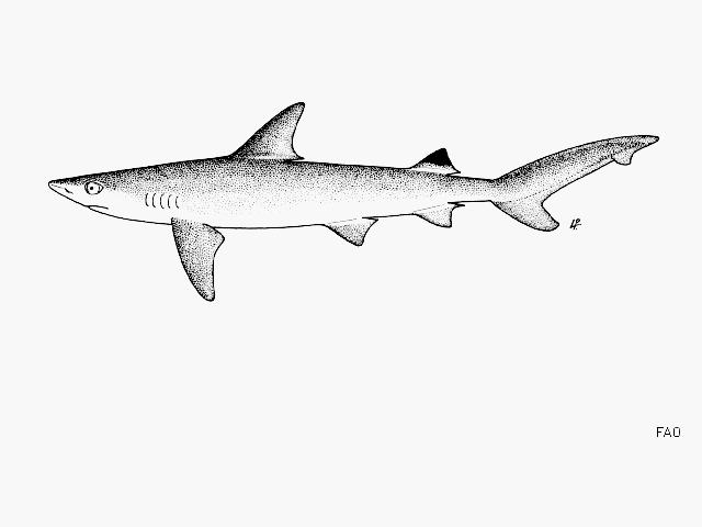 Carcharhinus sealei