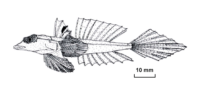 Callionymus sereti