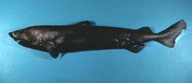 Centroscymnus coelolepis