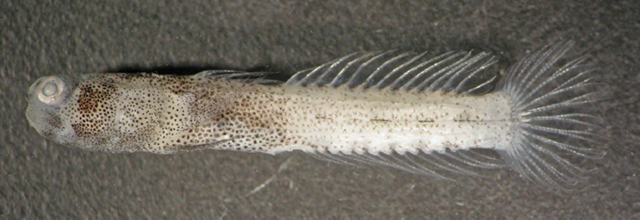 Cerogobius petrophilus
