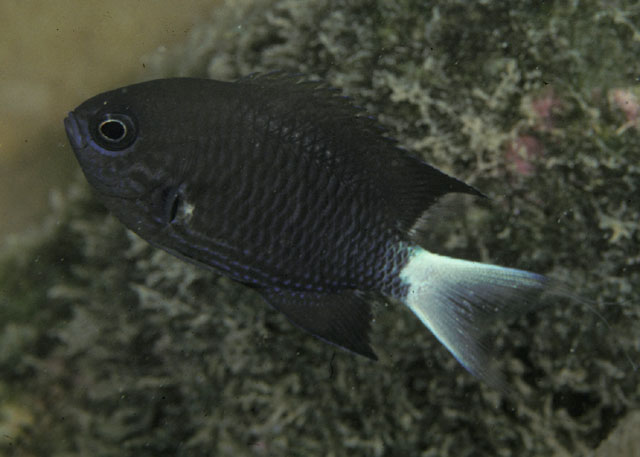 Pycnochromis abruptus